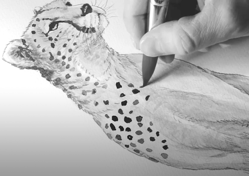Tegning av gepard. Sort og gråfarger påføres med pensel. 