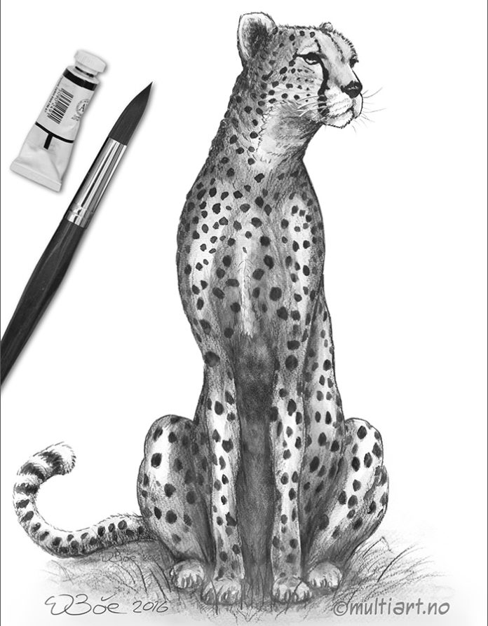 Tegning av en Gepard